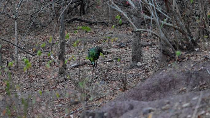 云南野生绿孔雀在林间警惕觅食