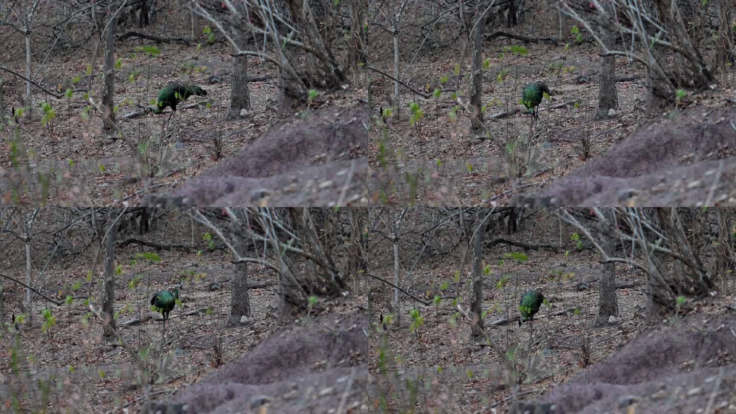 云南野生绿孔雀在林间警惕觅食
