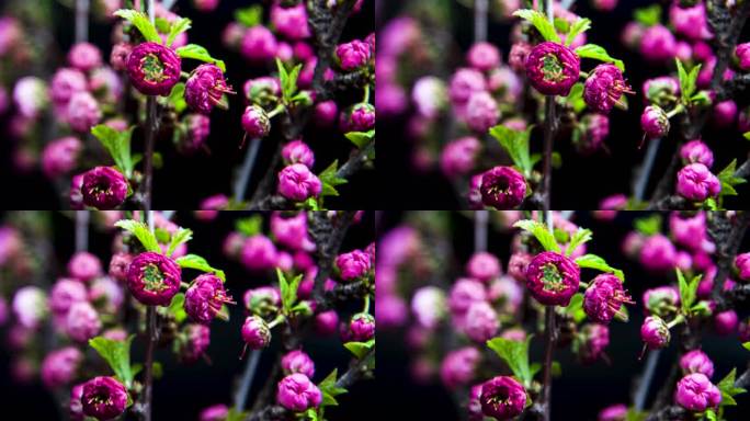 春天红梅桃花梅花花朵盛开延时摄影