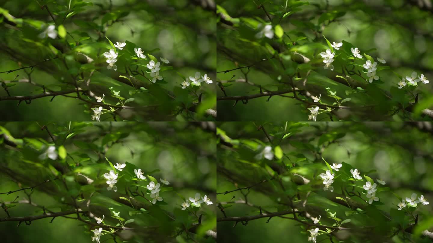 白色花朵绿叶唯美清新实拍素材