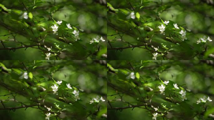 白色花朵绿叶唯美清新实拍素材