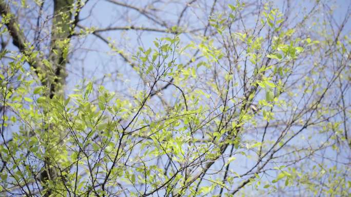 树叶 春天 绿树发芽 阳光 植物树木4K