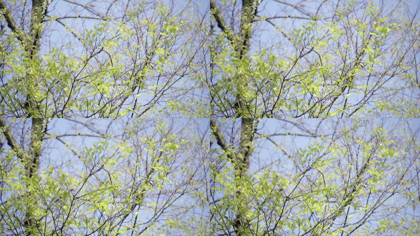树叶 春天 绿树发芽 阳光 植物树木4K