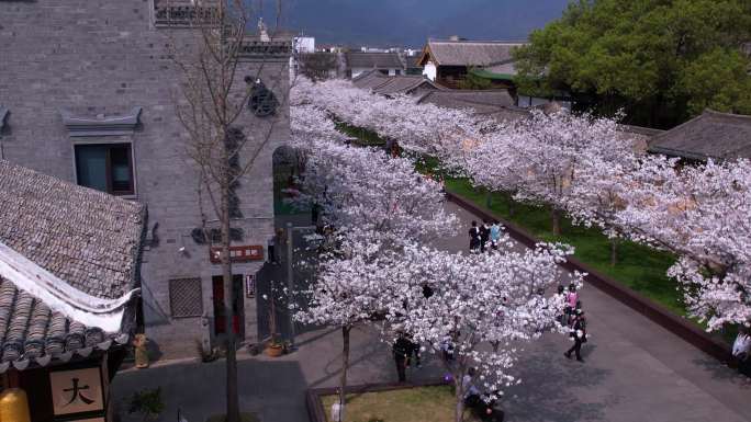 台州府城樱花航拍