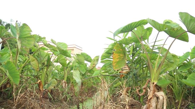 厦门灌口芋头种植基地 芋头 芋头地 毛芋