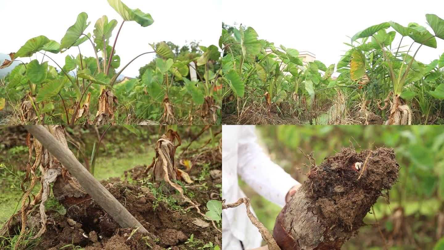 厦门灌口芋头种植基地 芋头 芋头地 毛芋