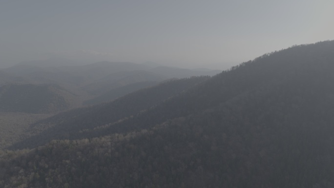 松林 森林 群山 东北 长白山