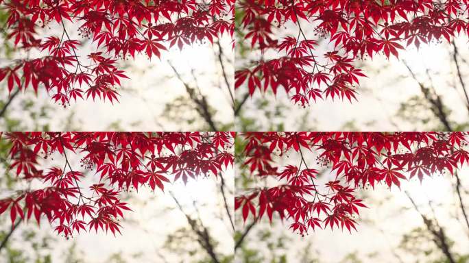 秋天的红枫叶