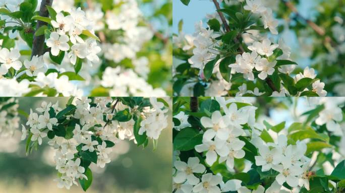 【原创实拍】春风和煦一树海棠花开