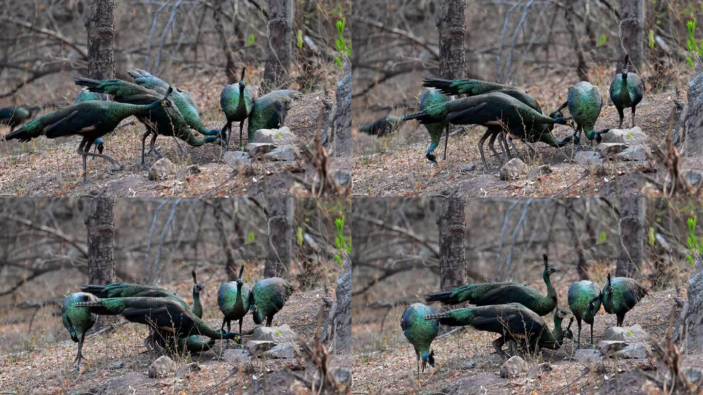 云南野生绿孔雀在林间喝水的特写镜头