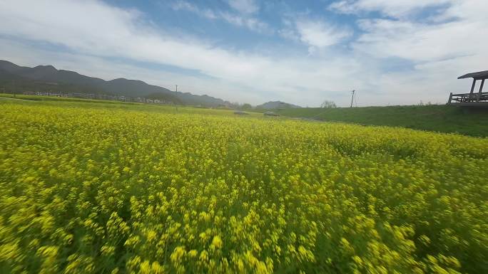 富阳油菜花田穿越机航拍