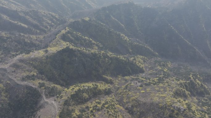 济南云梯山梯子山连翘花