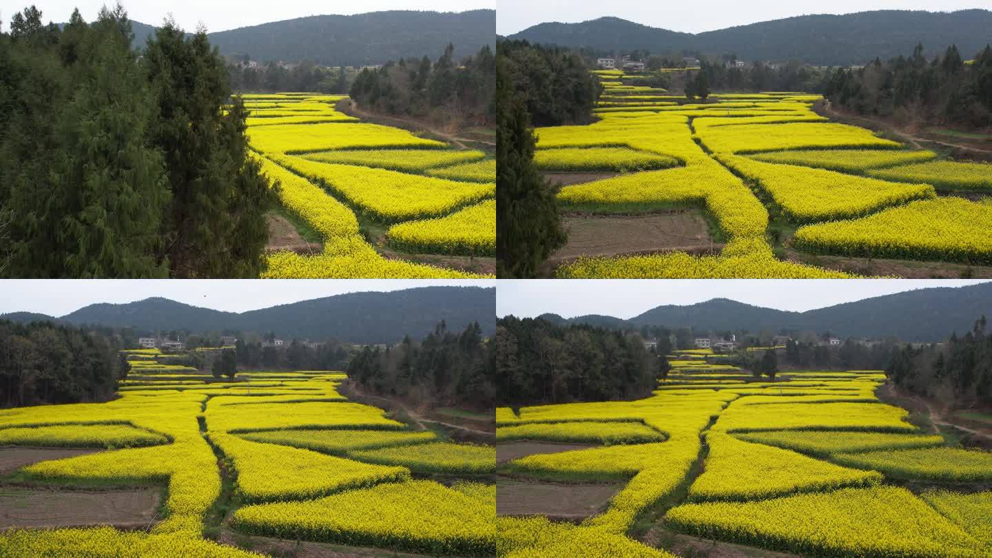 油菜花田 大疆4k