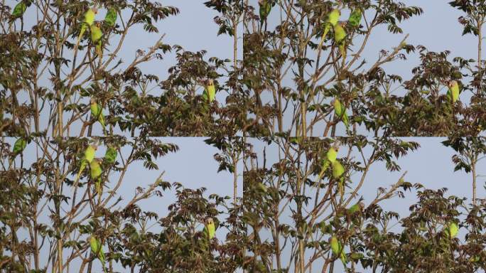 一群花头鹦鹉集群在树冠上