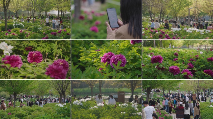 春天游客在牡丹园中游玩赏花