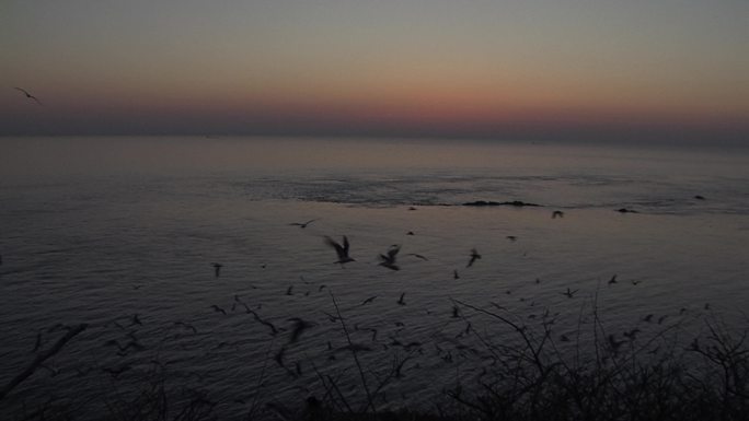 海边岩石上的黑尾鸥和日出