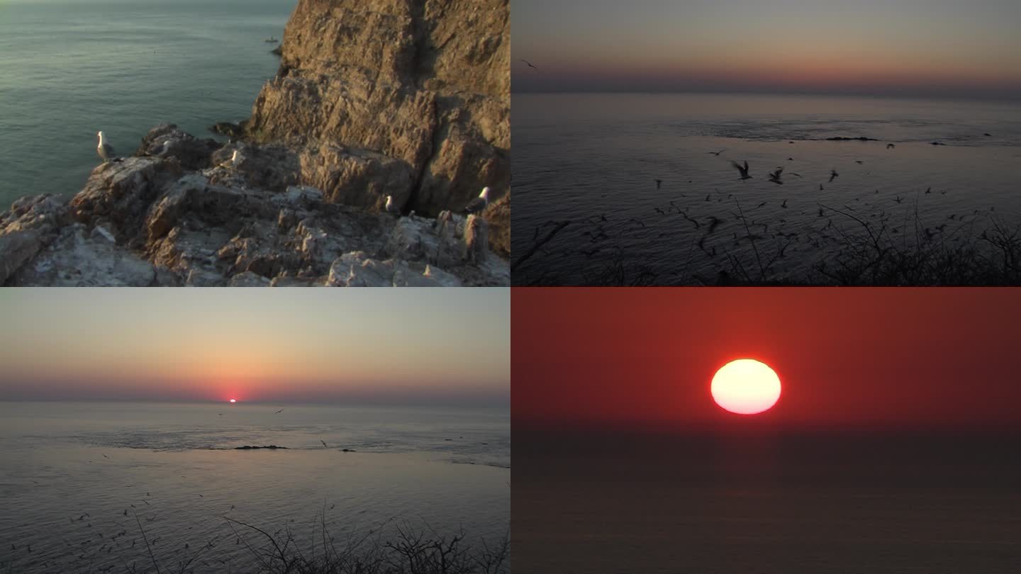 海边岩石上的黑尾鸥和日出
