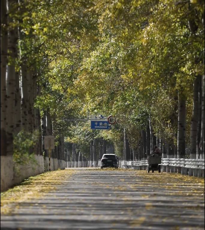 深秋汽车从满是落叶飞舞的公路驶过