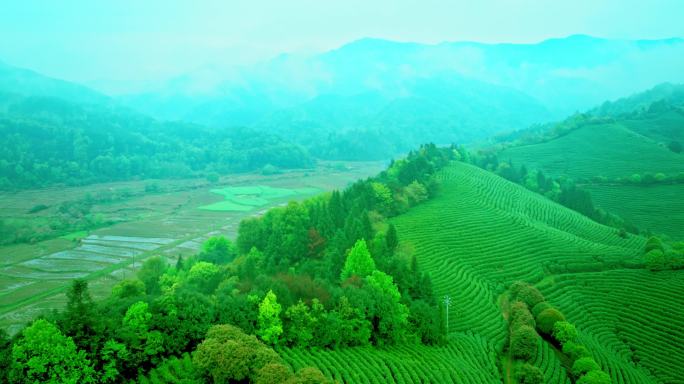 航拍4K云雾茶山 茶山延时