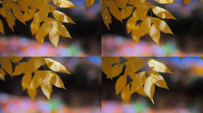 秋天金色柳叶落叶落下唯美空镜头