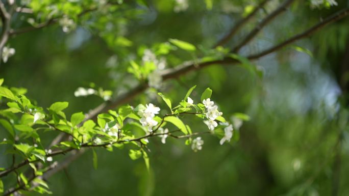 春天唯美安静清新鲜花绿叶实拍原素材