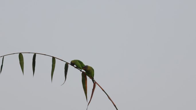 细长的竹枝上有一对可爱呆萌的花头鹦鹉