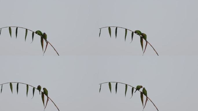 细长的竹枝上有一对可爱呆萌的花头鹦鹉