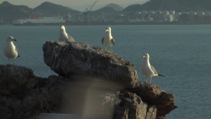 海边岩石上的黑尾鸥