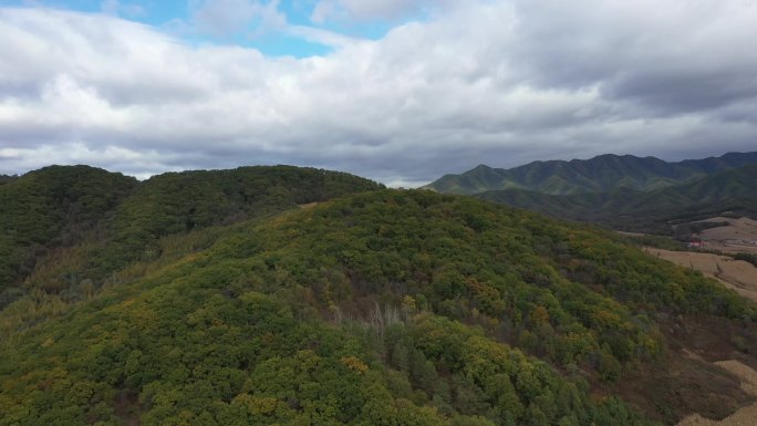 东北 松树林