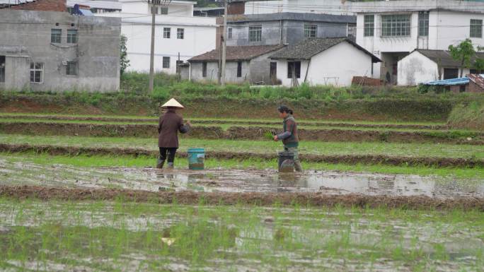 春耕抛秧  乡村气息