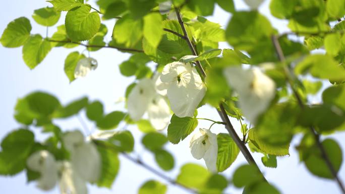 珙桐 鸽子花 贵州纳雍城珙桐花鸽子花开