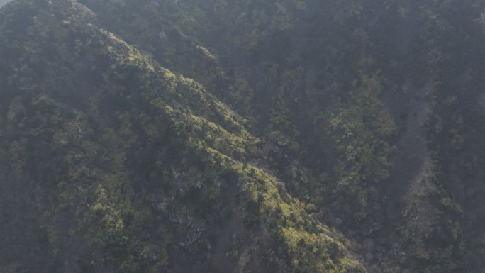 济南云梯山梯子山连翘花