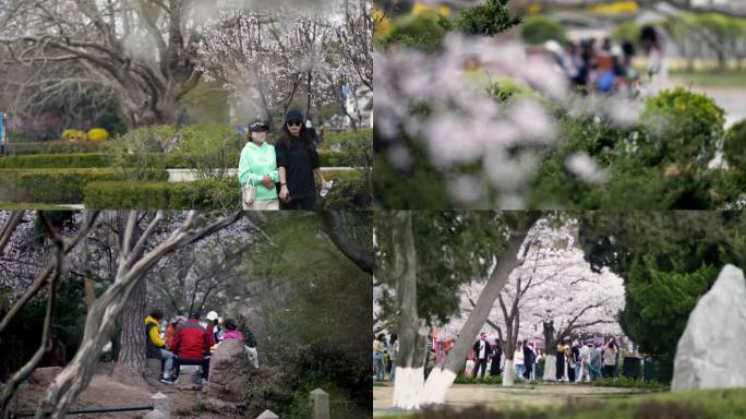 青岛中山公园里赏樱花的人