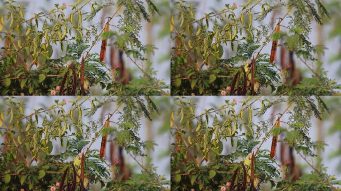 野生花头鹦鹉吃五色梅的花