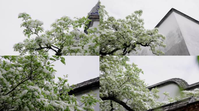 流苏 福州 流苏花 三坊七巷 4K