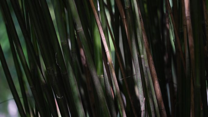 别墅排屋公园绿化竹子光影实拍原素材