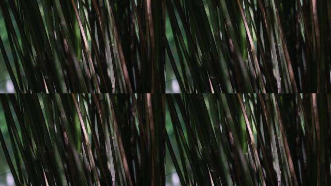 别墅排屋公园绿化竹子光影实拍原素材