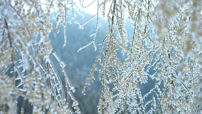 冬天森林冰雪覆盖树木