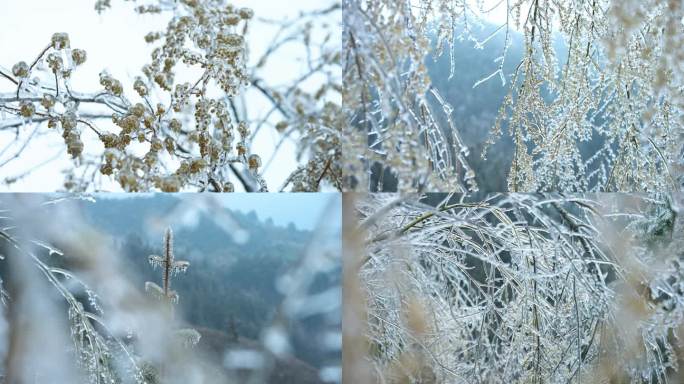 冬天森林冰雪覆盖树木