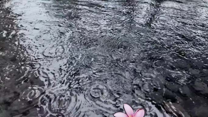 下雨落在水中的鸡蛋花慢镜头：小溪边的绽放