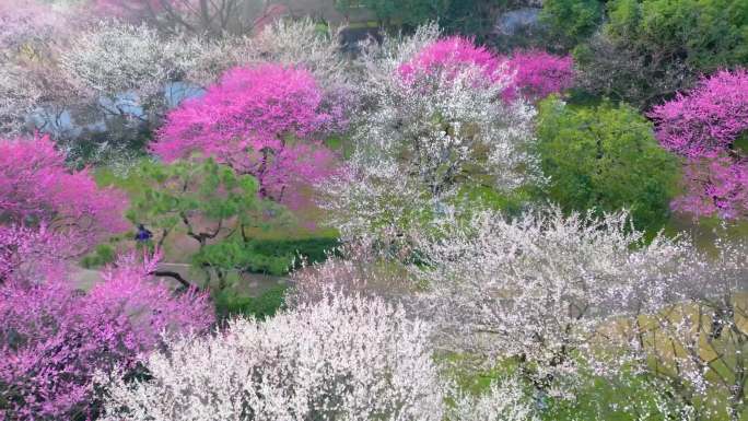 杭州植物园灵峰探梅公园梅花风景视频素材航