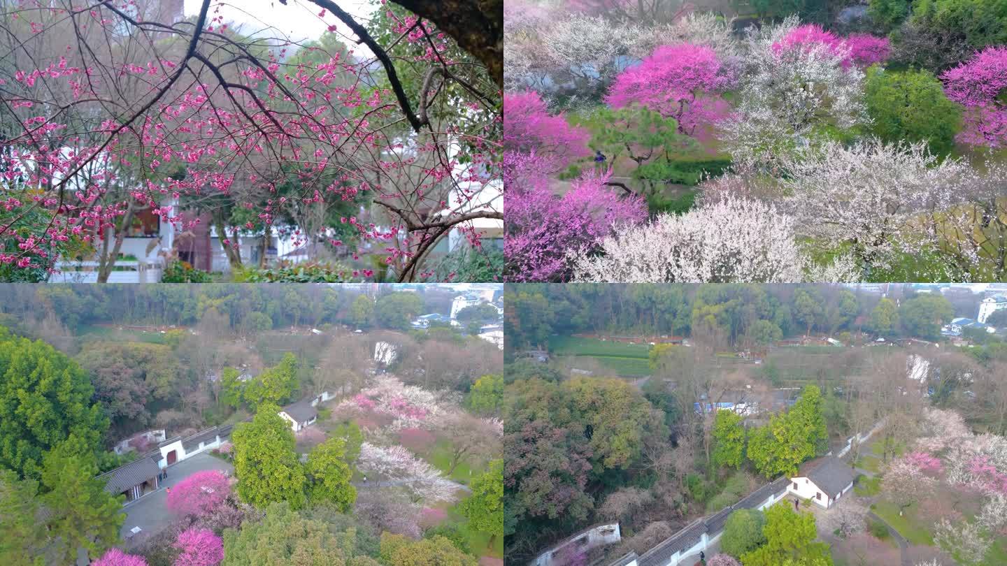 杭州植物园灵峰探梅公园梅花风景视频素材航