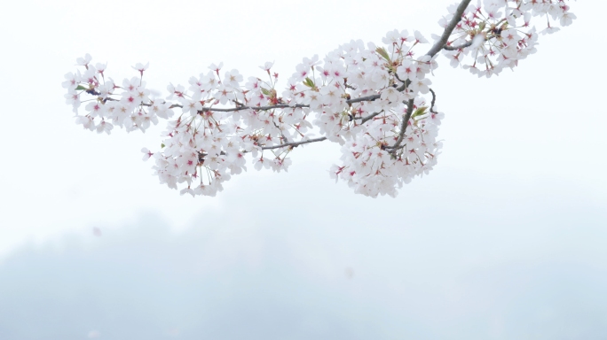 樱花飘落 浪漫樱花