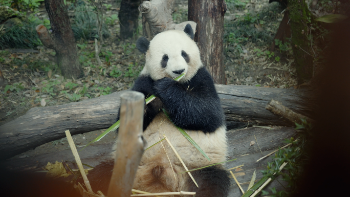 动物 水獭熊猫河马