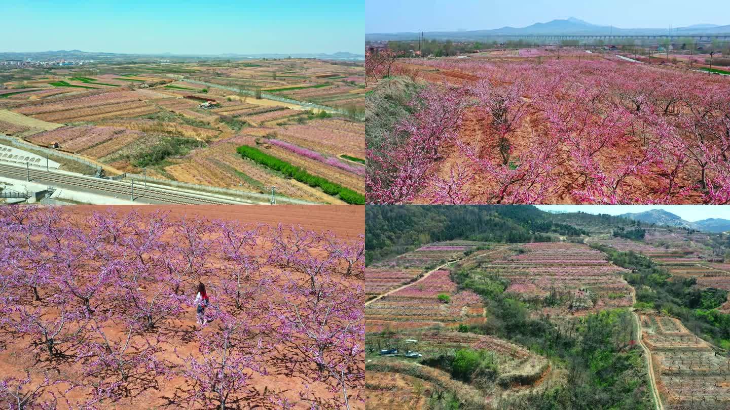 春天桃花盛开万亩桃花航拍