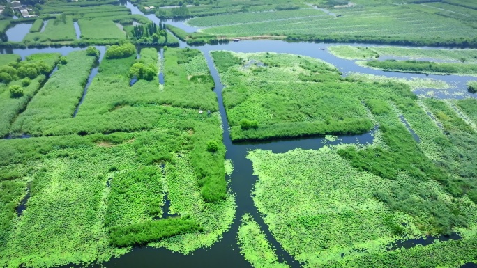 白洋淀湿地生态 芦苇荡