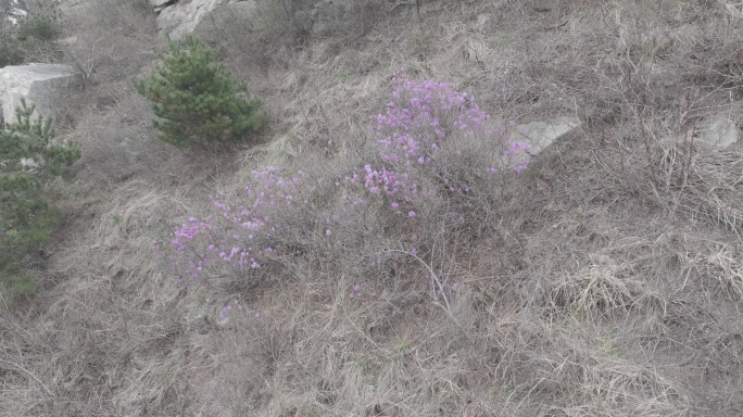 航拍威海市环翠区羊亭镇火焰顶山上的映山红