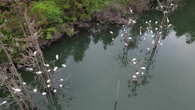 白鹤栖息湿地