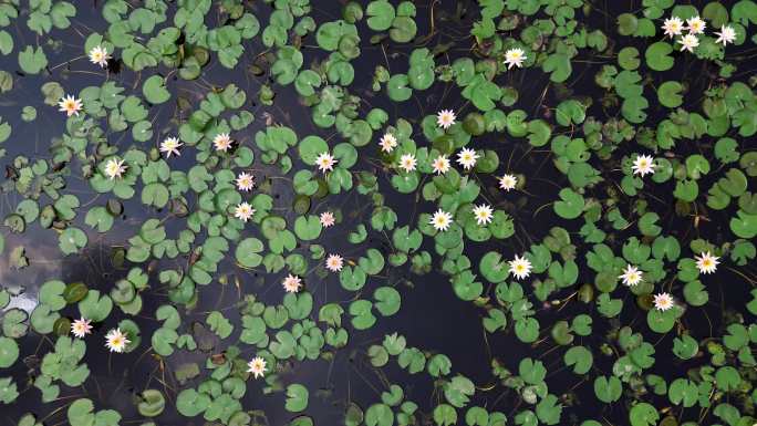 大观湿地公园日晕倒映在一池睡莲里3