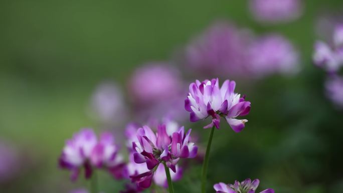 蜜蜂采花